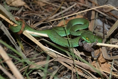 Trimeresurus macrops