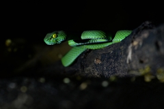 Trimeresurus macrops