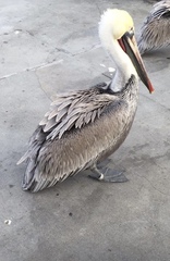 Pelecanus occidentalis