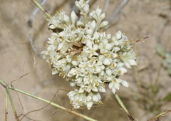 Cuscuta umbellata