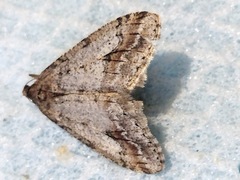 Erannis declinans