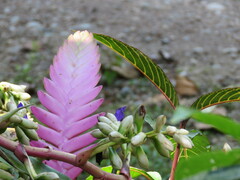 Wallisia pretiosa