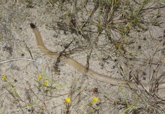 Tantilla hobartsmithi