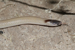 Tantilla hobartsmithi