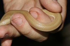 Tantilla hobartsmithi