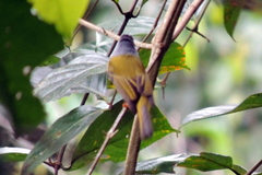 Culicicapa ceylonensis