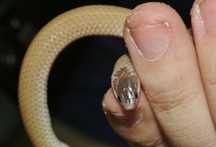 Tantilla hobartsmithi