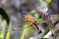 Culicicapa ceylonensis