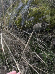 Arabidopsis thaliana