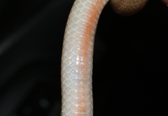 Tantilla hobartsmithi