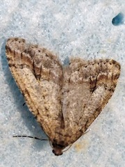 Erannis declinans