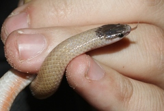 Tantilla hobartsmithi