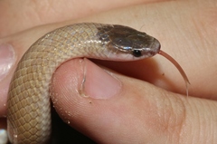 Tantilla hobartsmithi