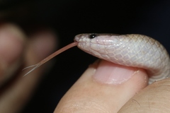 Tantilla hobartsmithi