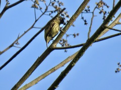 Picumnus olivaceus