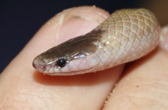 Tantilla hobartsmithi