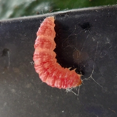 Leucinodes cordalis