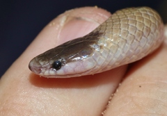 Tantilla hobartsmithi