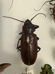 Mallodon dasystomus