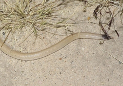 Tantilla hobartsmithi