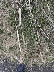 Arabidopsis thaliana