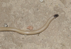 Tantilla hobartsmithi