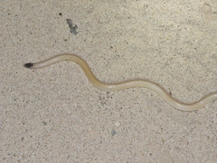 Tantilla hobartsmithi