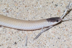 Tantilla hobartsmithi