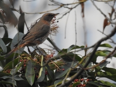 Turdus naumanni