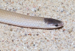 Tantilla hobartsmithi