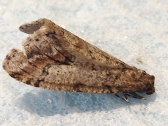 Erannis declinans