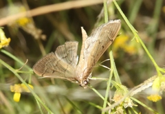 Herpetogramma bipunctalis