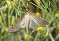 Herpetogramma bipunctalis