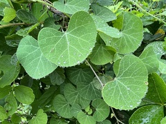 Cissampelos torulosa