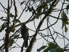 Saltator grossus