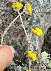 Helichrysum rotundatum