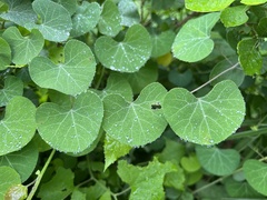 Cissampelos torulosa