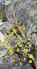 Helichrysum rotundatum