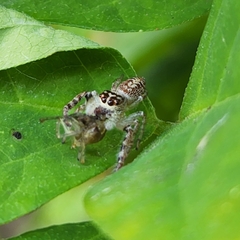 Opisthoncus nigrofemoratus