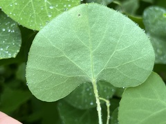 Cissampelos torulosa