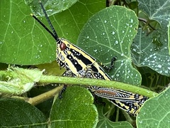 Cissampelos torulosa