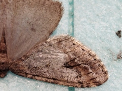 Erannis declinans