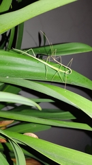 Libethra