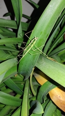 Libethra
