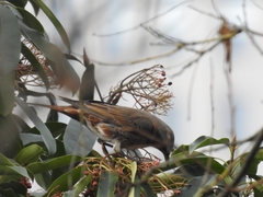 Turdus naumanni