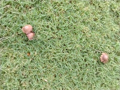 Candolleomyces candolleanus