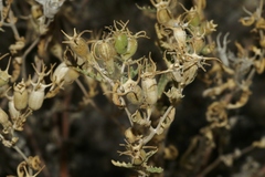 Mentzelia multiflora
