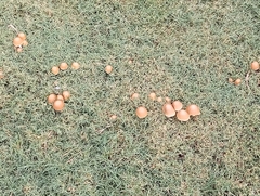 Candolleomyces candolleanus