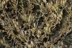Mentzelia multiflora