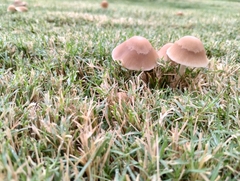 Candolleomyces candolleanus